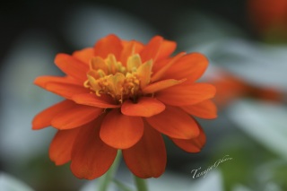 orange_flower_tg-2