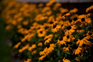 Yellow-coneflowers_TG