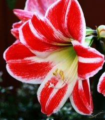 amaryllis_longwood_resize_tg