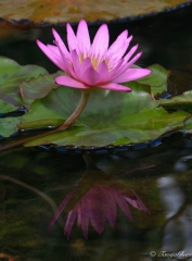 lotus_reflection_tg