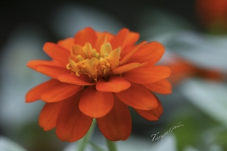 orange_flower_tg-2