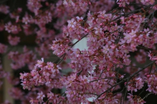 spring_blossom_home_tg