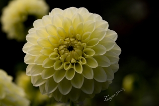 white_dahlia_tg