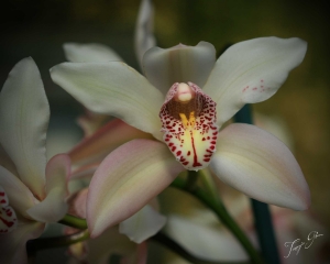 white_orchids_tg