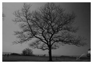 tree_no_leaves_bw_tg