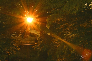 backyard_sunset_tg