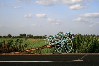 bullock_cart_color_tg