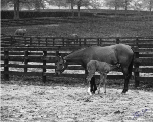 foal_feeding_from_mama_16x20_tg