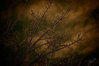 icicles-on-tree_branch_tg