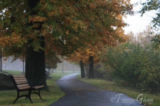 pathway_to_where_tg