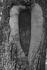 tree_heart_bw_tg