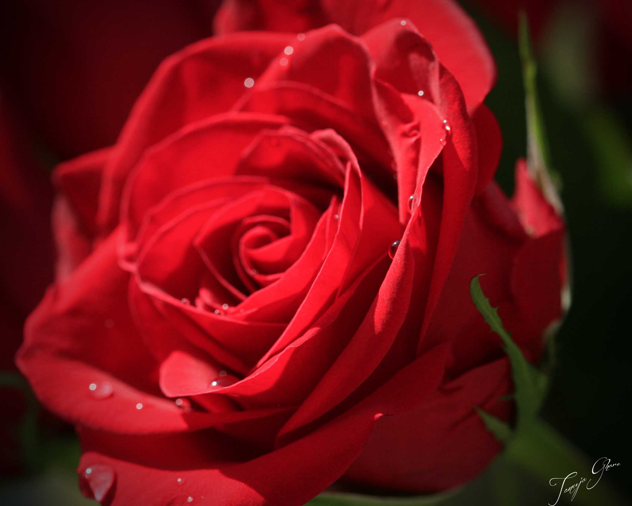 red_rose_2_with_dew_tg