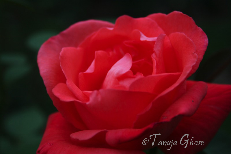 red_rose_closeup_tg