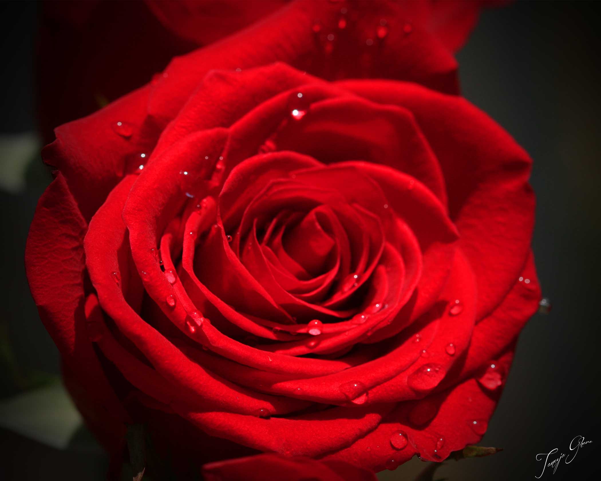 red_rose_with_dew_tg