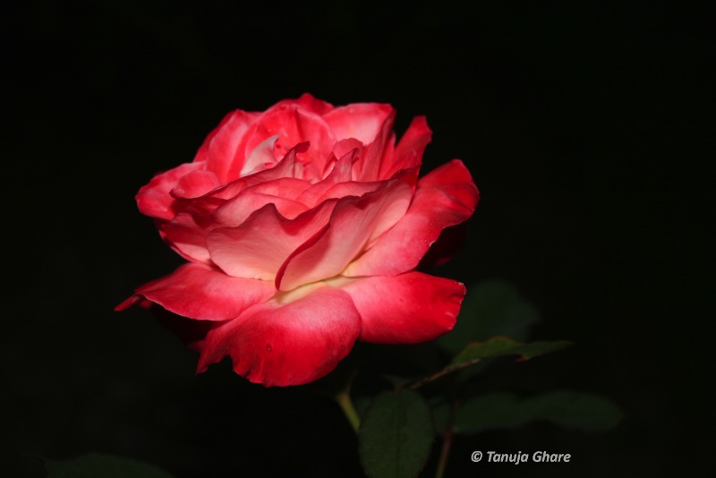 redrose_blkback_tg