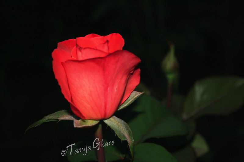 redrosebud_tg