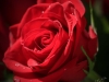 red_rose_2_with_dew_tg