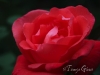 red_rose_closeup_tg
