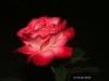 redrose_blkback_tg