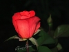 redrosebud_tg