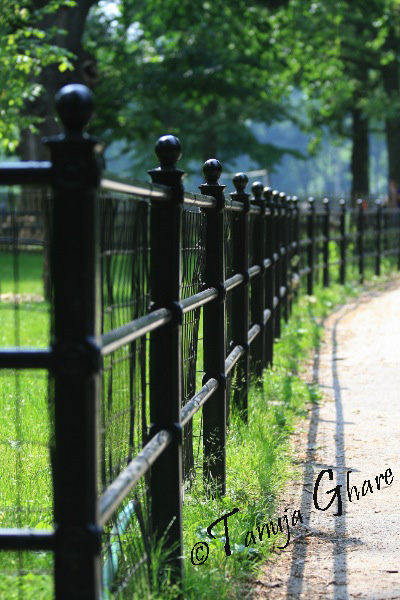 Black Fence in Central Park
