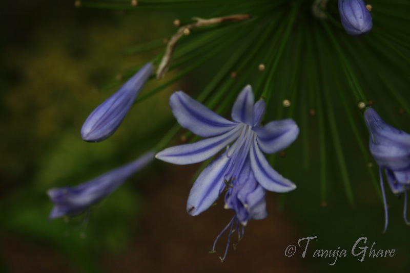 Blue Wildflowers