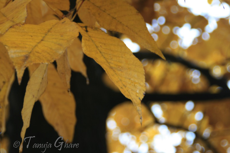 Yellow Leaf – Fall Glory