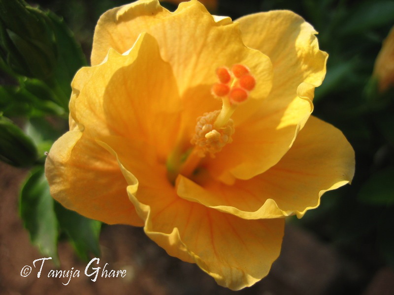 Yellow Hibiscus