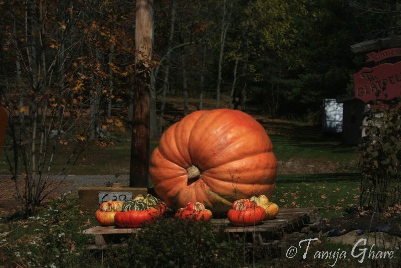 Pumkins’