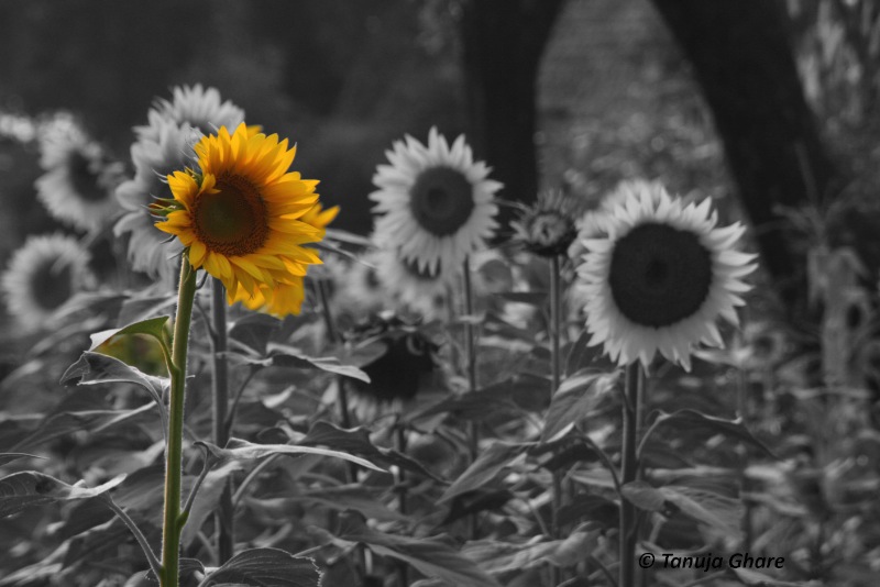 Sunflower beauty