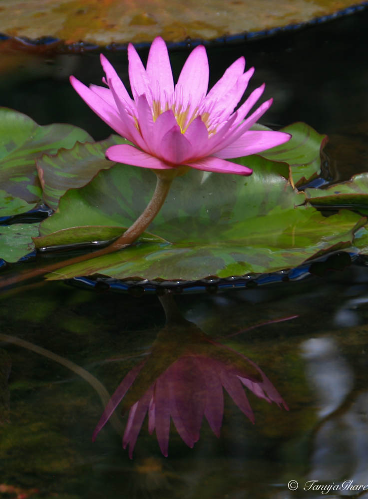 Pink Reflections