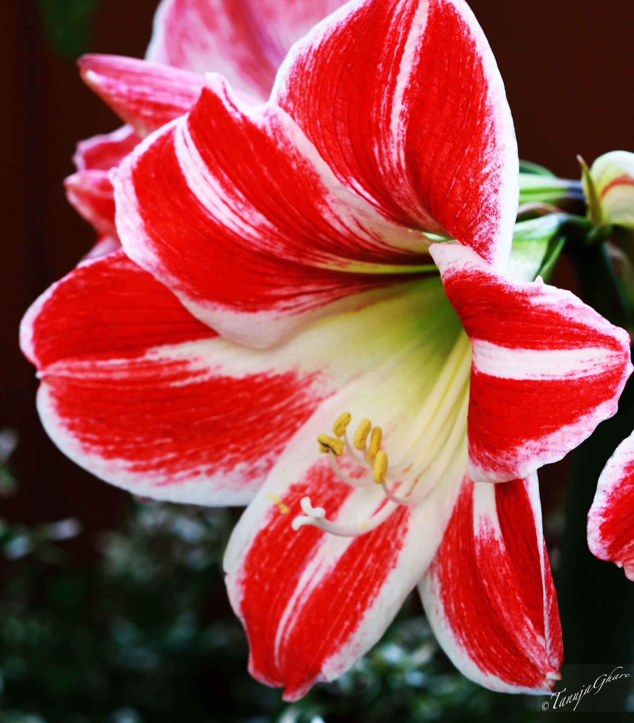 Amaryllis Up Close!