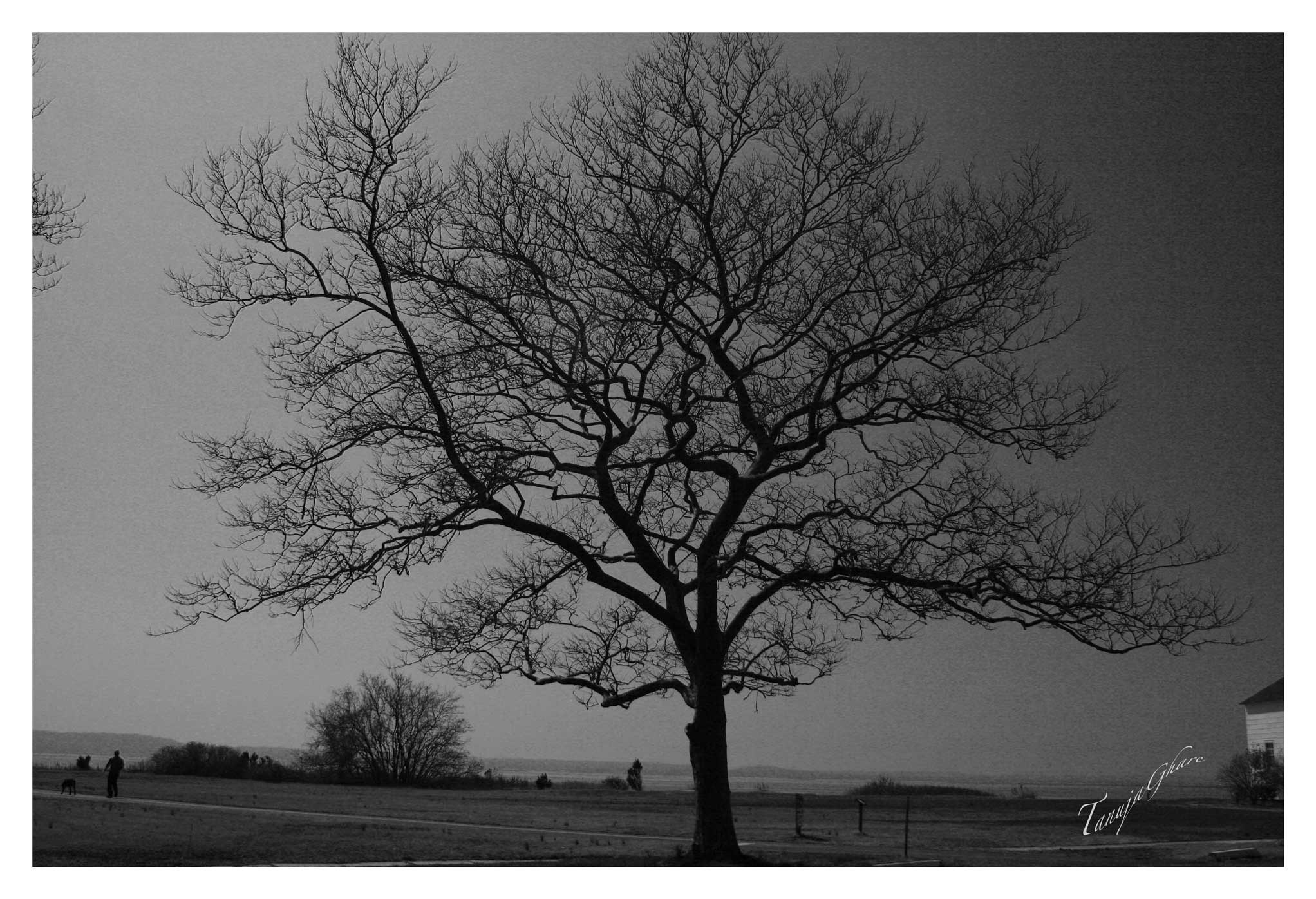 Lonely Tree