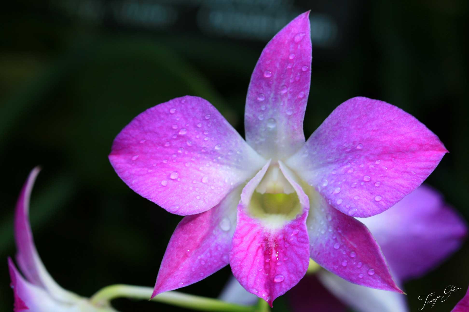 Up-close Flowers