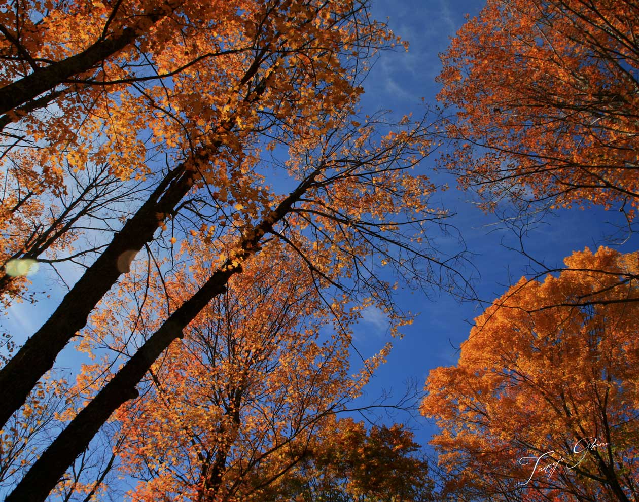 Looking up