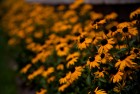 Coneflowers for the summer…