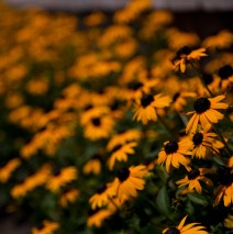 Coneflowers for the summer…